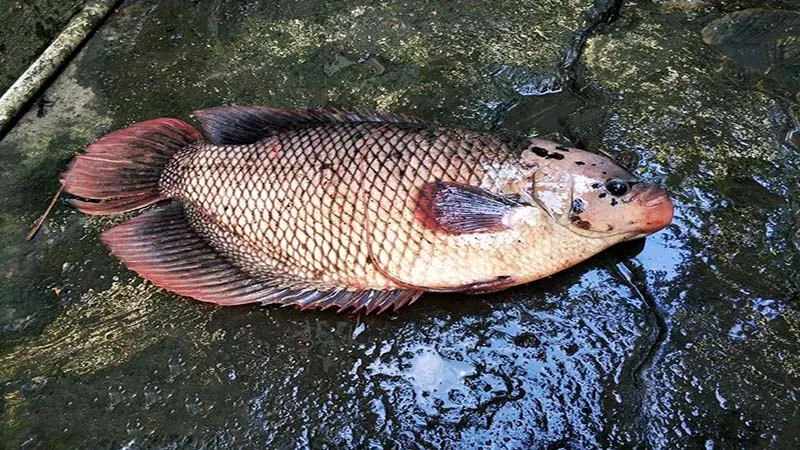 Cách làm cá tai tượng hấp hành thơm ngon tròn vị ai cũng xuýt xoa